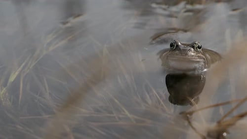 Frog Partially Submerged in Watery Habitat