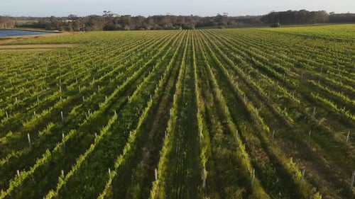 Lighting green vineyard beside natural lake during sunny day. Aerial view. Australia, Margaret River