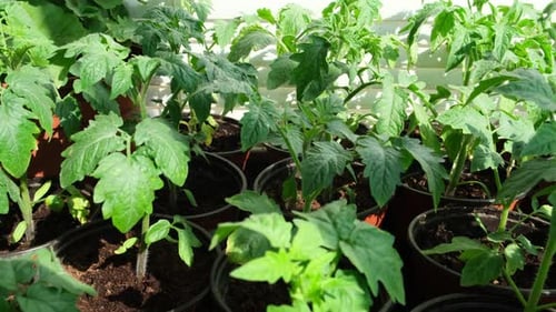 Tomato Plant Seedlings Growing Indoors in Daylight