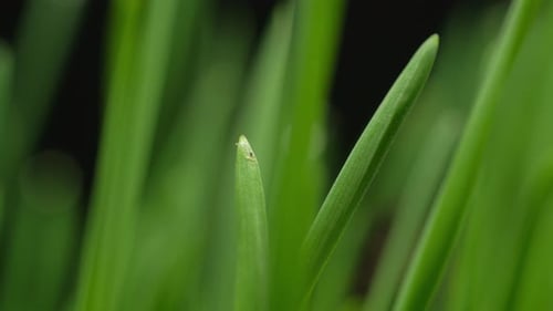Green Grass Blades with Water Droplet