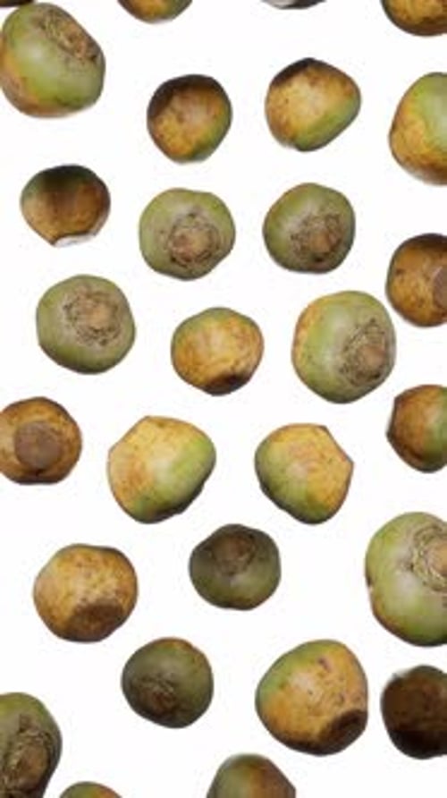 Green Coconuts Falling and Rotating on White Background