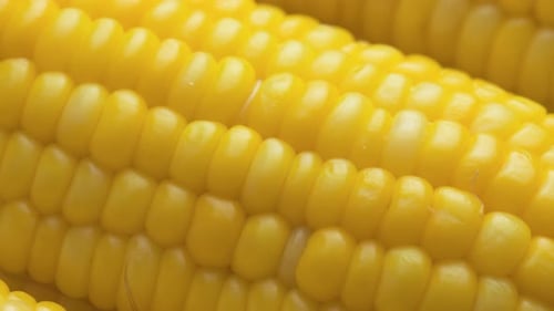 Closeup view of fresh sweet corn on the cob
