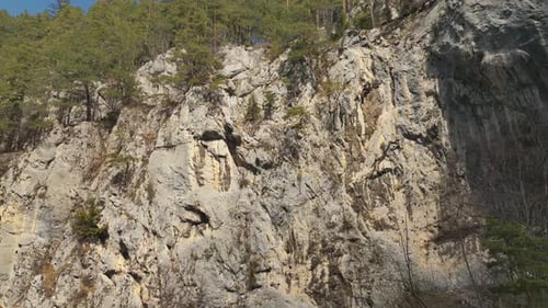 Pinienwald auf einem hohen felsigen Berg