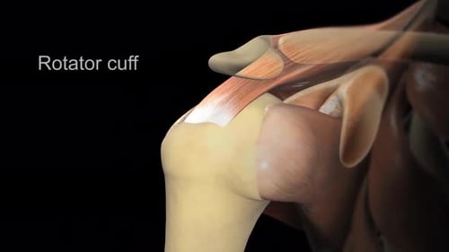 Human Shoulder Joint Rotator Cuff Anatomy Medical Animation