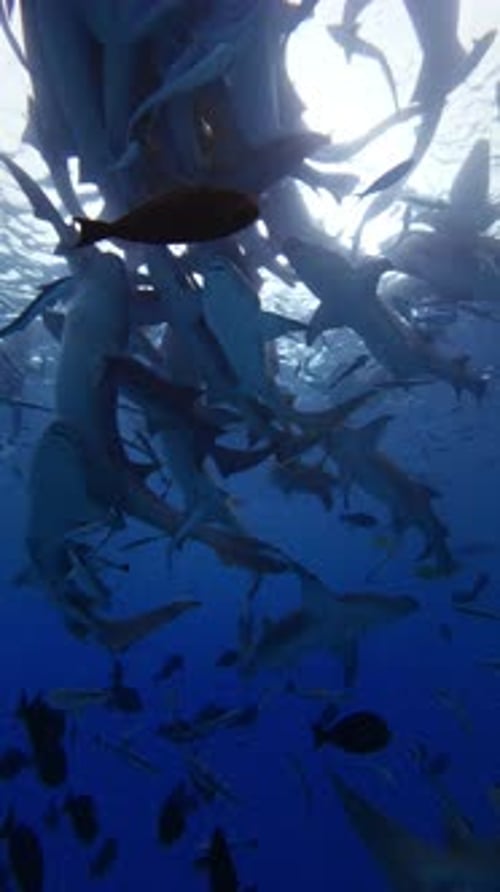 A Lot of Nurse Sharks Underwater Diving with Sharks in Deep Ocean