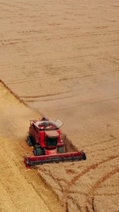 Red harvesting machine mowing the crops of wheat. Combine harvester working on the field