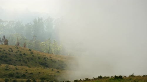 Misty Forest Time Lapse Cold and Mysterious