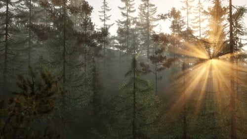 Sunlight Streaming Through a Dense Forest