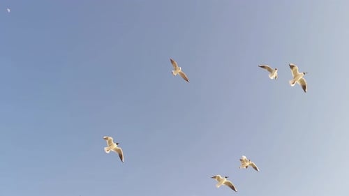 Low Angle View Of Seagulls Flying In Blue Sky