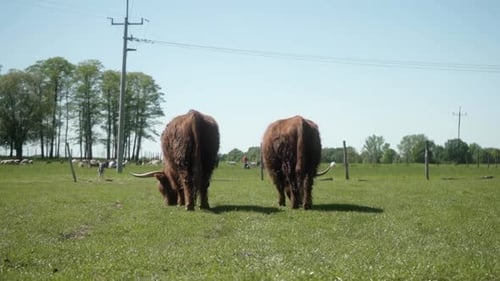 A highland cow and a bull, like a married couple in love, graze in a meadow.