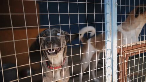 Homeless Dogs in a Cage in a Shelter Two Dogs of a Yard Breed