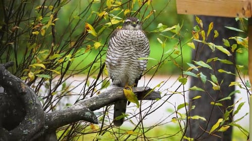 Faucon sauvage spécial assis sur une branche et cherchant une proie.
