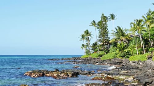 Beautiful Panorama of the Ocean Coast with Palm Trees Background