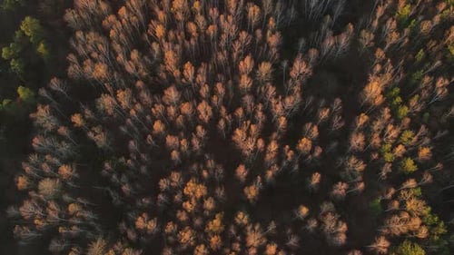Aerial View of Dense Autumn Forest with Golden Leaves Autumn Forest Concept