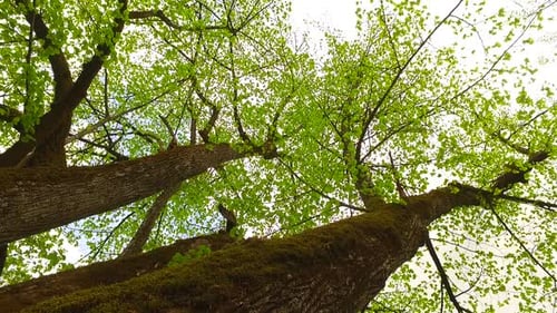 Forest Scene With Big Trees