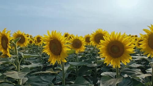 Sunflower Field in Summer Morning Sunshine