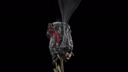 Close Up of Burning Charred Rose with Smoke