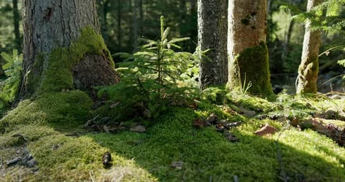 Pan Right View of Small Young Spruce Tree Growing Om Mossy Ground Near Old Trees in Coniferous Woods
