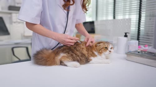 Close up of female veterinarian examine kitten at veterinary clinic.