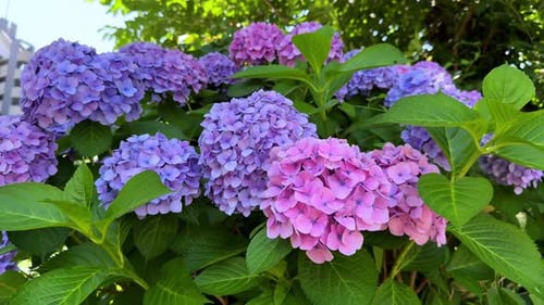 Close-up of vibrant pink and purple hydrangea flowers blooming in a lush garden
