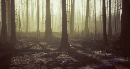 Mystical Forest Landscape Captured During Early Morning Light in Autumn