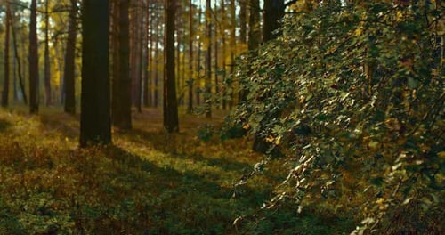 Rays of the Sun Confer High Trunks of Trees Morning in the Forest