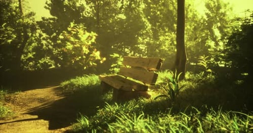 Wooden Bench in Sunlit Forest Surrounded By Lush Greenery in Daytime