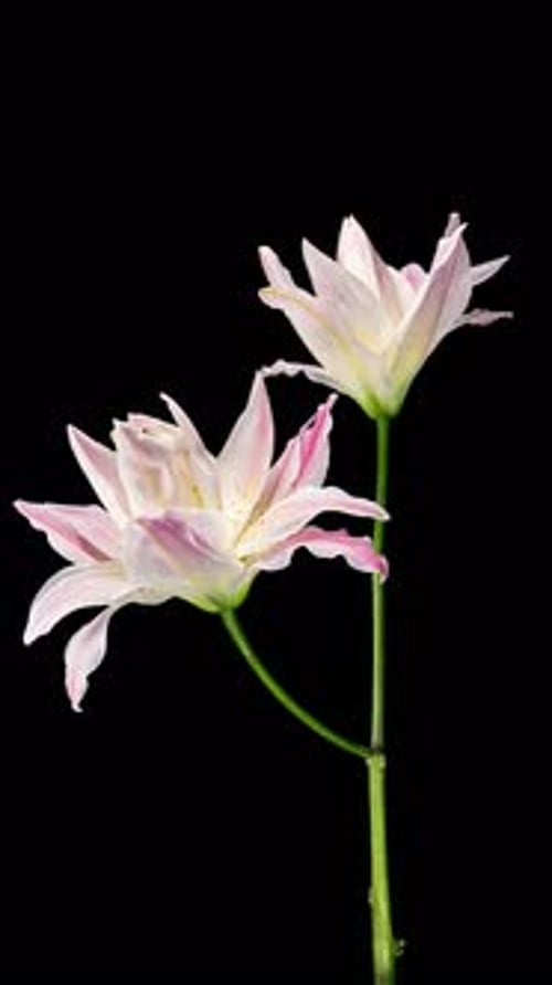 Time Lapse of Lily Flower Blooming on Black Background