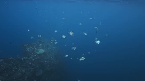 Schooling of Indo Pacific Sergeant fish Abudefduf vaigiensis at Bali Tulamben