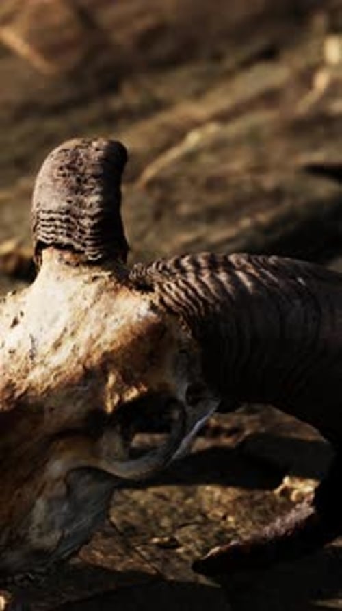 Dry Goat Skull Bone on Stones Under Sun