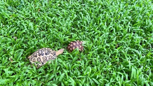 Tortoise. World Animal Day.