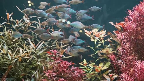 Vibrant School of Fish Swimming Among Lush Aquatic Plants in Beautifully Planted Aquarium Showcasing