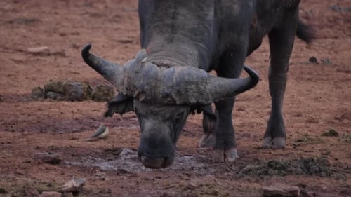Cape Buffalo Grazing with Birds Perched on Head