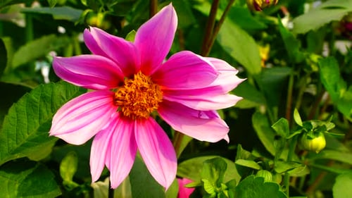 Die Blume im Garten schien in der Sonne