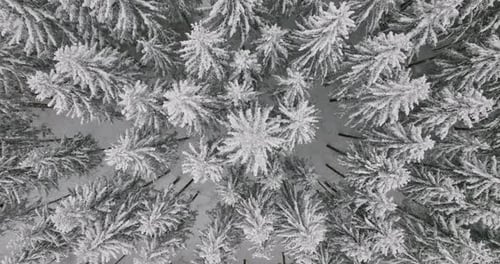 Aerial View of Snow Covered Forest in Winter