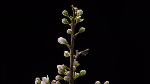 Closeup of branch with apple blossoms