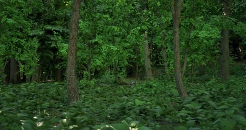 Lush Green Forest with Tall Trees and Thick Foliage During Daytime