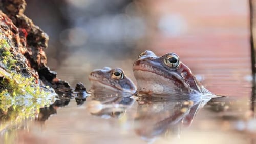 Brown frog (Rana temporaria) close-up in a pond.