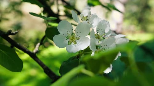 Hummel landet im Sommer auf einer weißen Blume