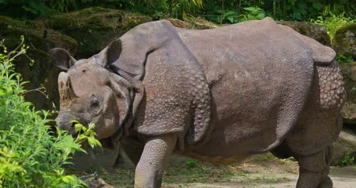 Indian rhinoceros