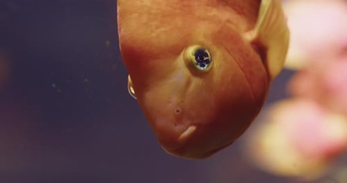 Blood Parrot Cichlid Swimming In An Aquarium. - closeup