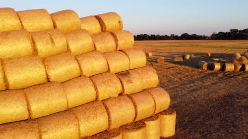 Many Twisted Bales Pressed Dry Wheat Straw Field After Wheat Harvest Sunset Dawn
