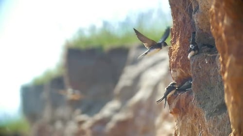 Swallows Sitting on the Wall on the Cliff