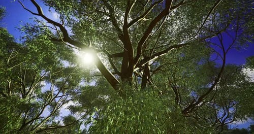 Majestic Tree Canopy with Sunlight Filtering Through Green Leaves