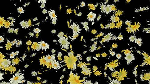 Dynamic Daisy Flower Explosion Alpha