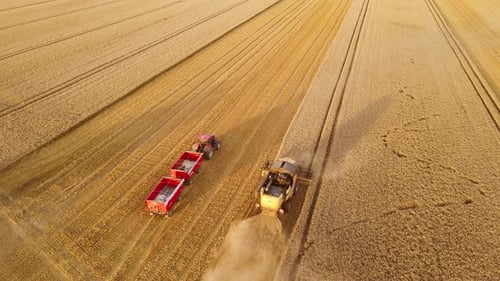 Working Harvester Combine and Tractor with Trailers in Wheat Field on Sunset Agricultural Machinery