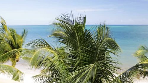 Tropical beach palm trees swaying gently in the breezy summer air of paradise
