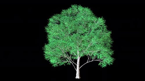 Mountain Maple Tree