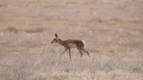 Pronghorn fawn walking through the dry Utah desert