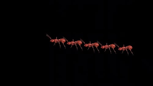 Eine Gruppe von Ant Walk Idle 3